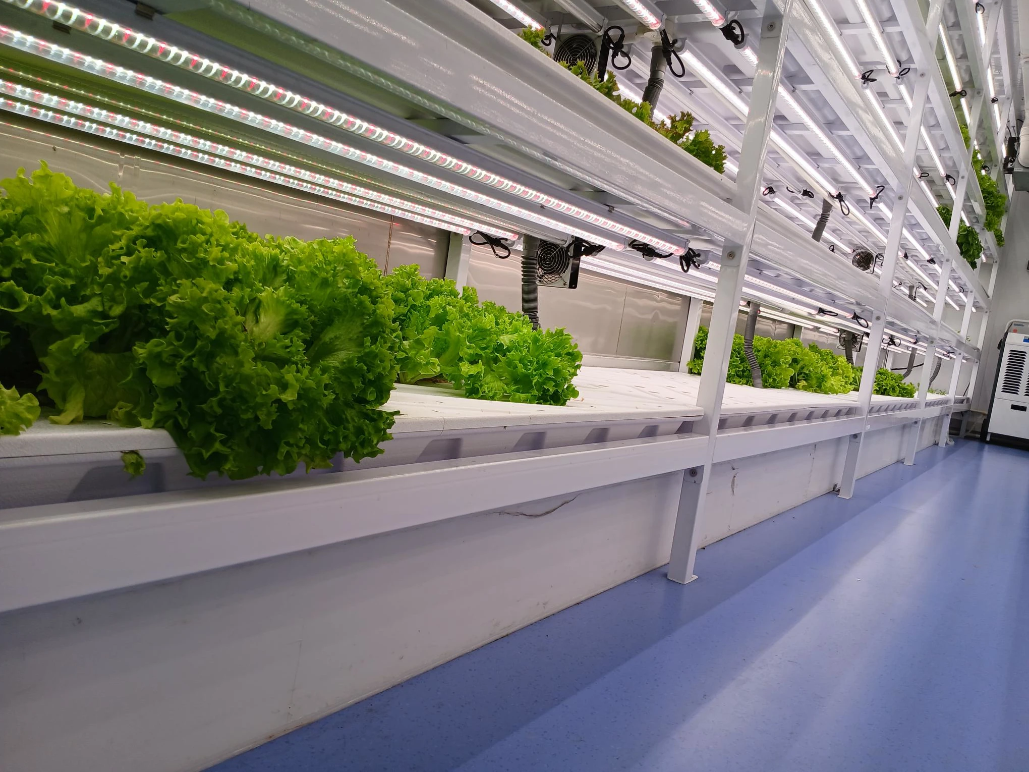 The cultivation racks inside the container